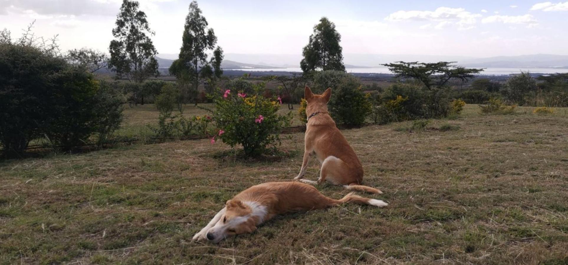 Homely Cottage Near Lake Naivasha, Elwai Visitor Centre Heni Village Luaran gambar